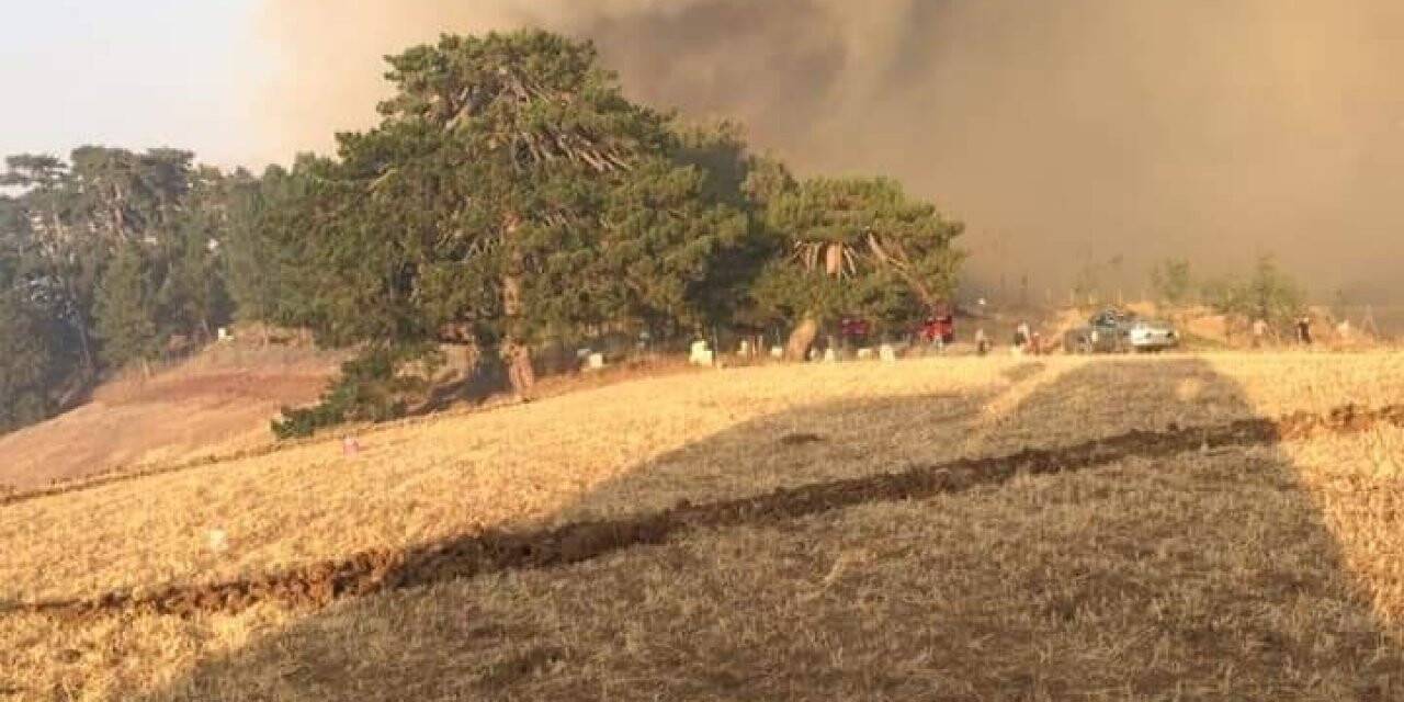 Çorum’da orman yangını