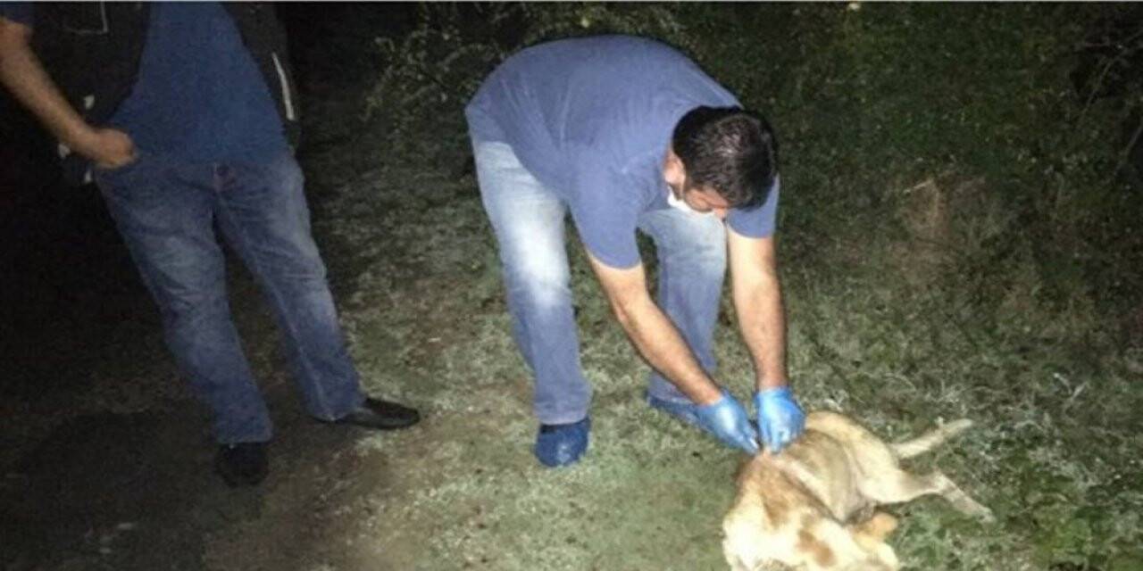 Köpekleri uyuşturup ormana attılar