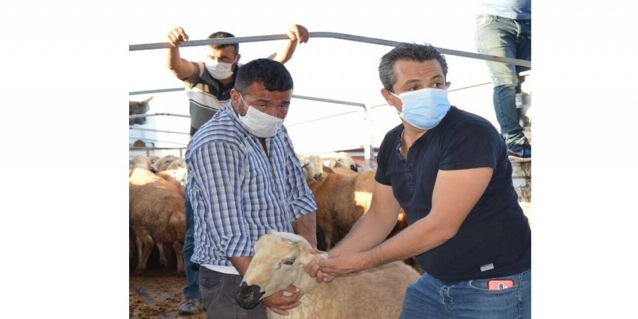 Damızlık Koç Dağıtıldı