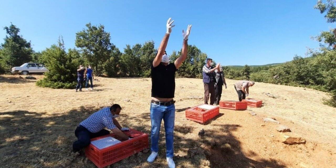 Konya'da 500 kınalı keklik doğaya salındı