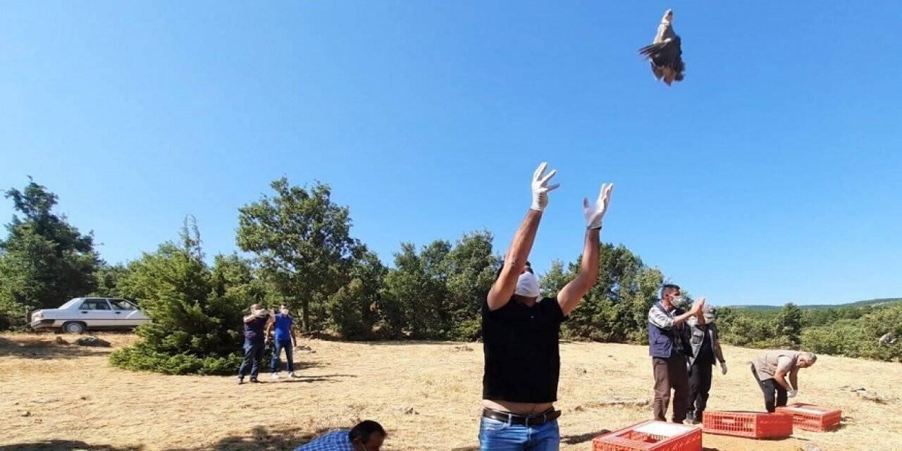 Konya'da 500 kınalı keklik doğa ile buluştu