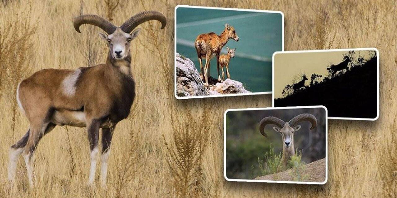 Anadolu Yaban Koyunları doğayla  buluşmaya devam ediyor