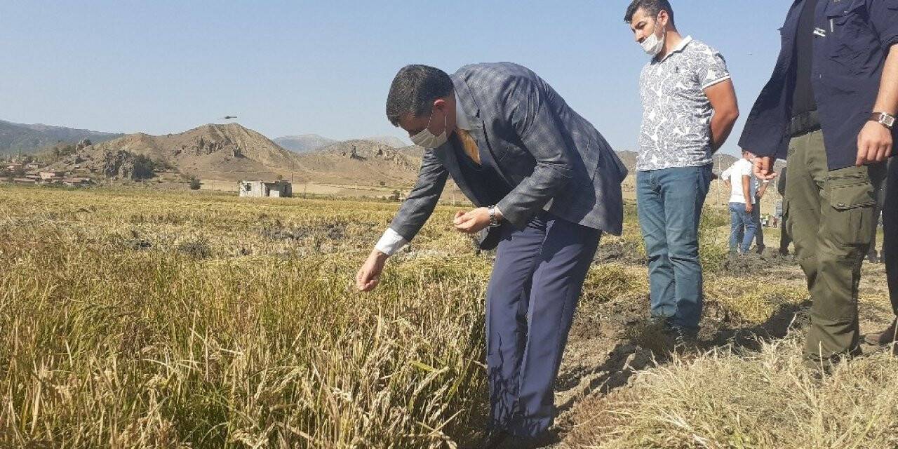 Çorum’un Osmancık ilçesinde çeltik hasadı sürüyor