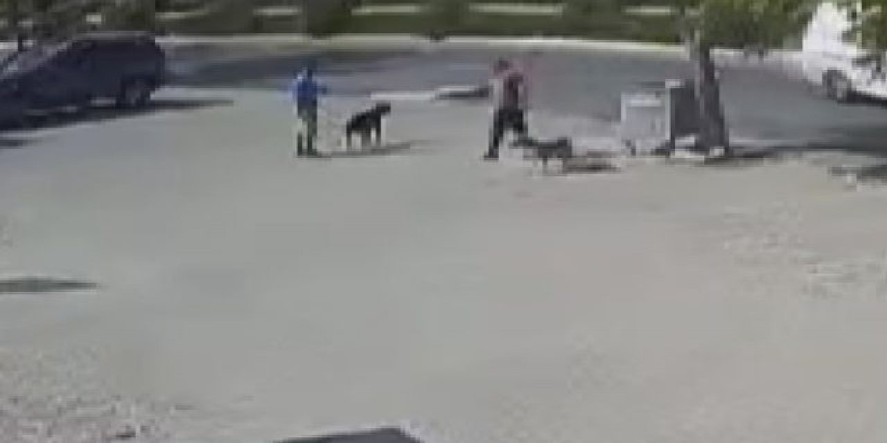 Köpeğine saldıran sokak köpeğini öldürdü