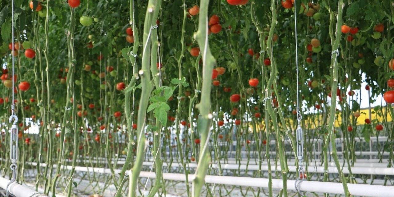 2 bin çiftçi ile 6 milyon metrekare alanda 250 bin ton üretim