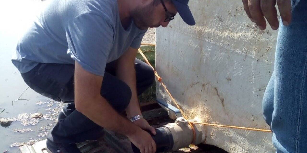 Telabyad’daki göletlere 520 bin yavru sazan bırakıldı