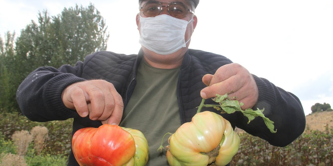 Konyalı çiftçi Osmanlı domatesi yetiştirdi
