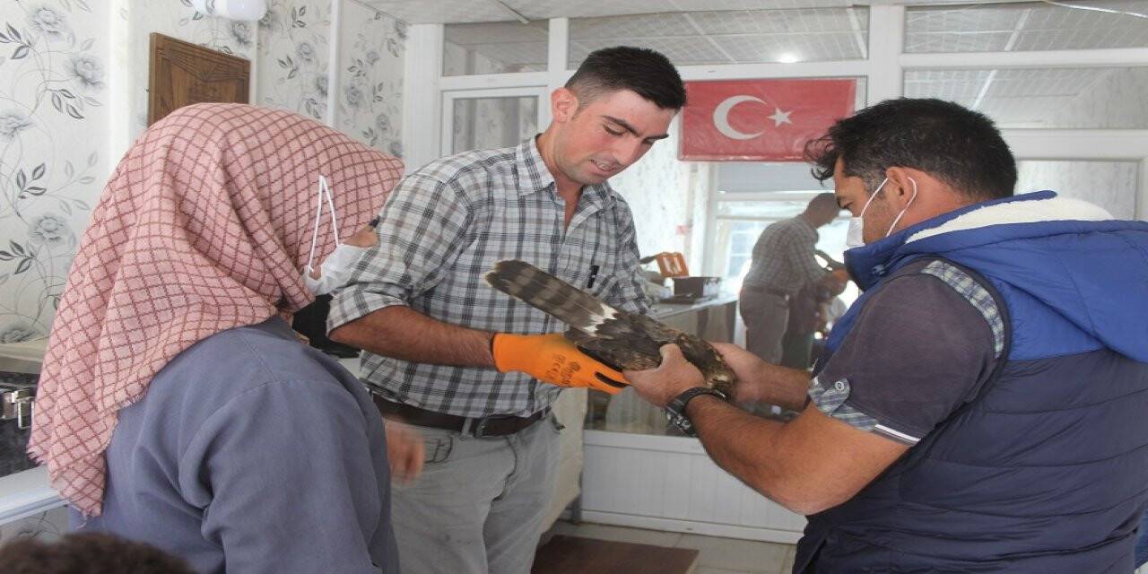 Yaralı yavru kızıl şahin tedavi edildi