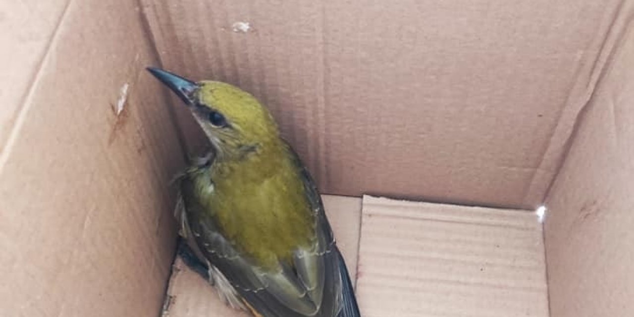 Yaralı  sarı asma kuşu tedaviye alındı