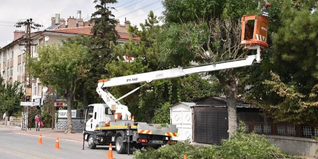 Selçuklu’da ağaç budama çalışmaları devam ediyor