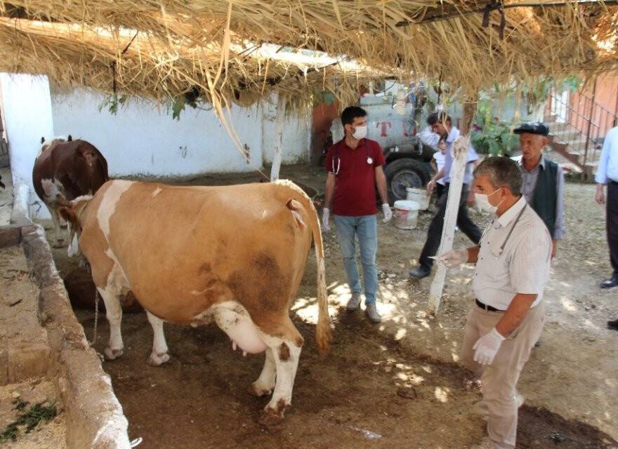 Sineklerin ısırdığı hayvanlar telef oldu