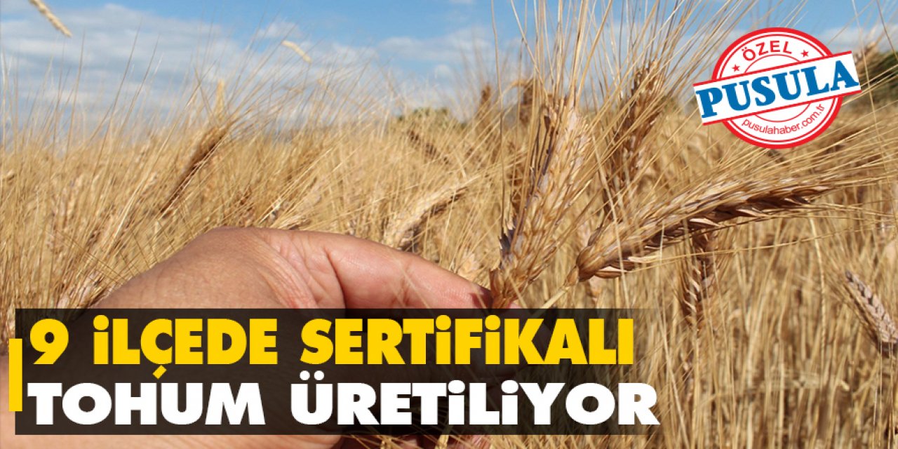 Konya'nın 9 ilçesinde sertifikalı tohum üretiliyor