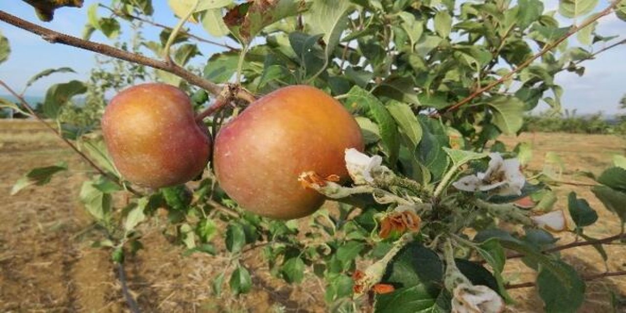 Beyşehir'de elma hasadı yapılıyor