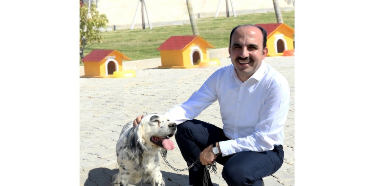 Konya'da sokak hayvanlarına sahip çıkılıyor
