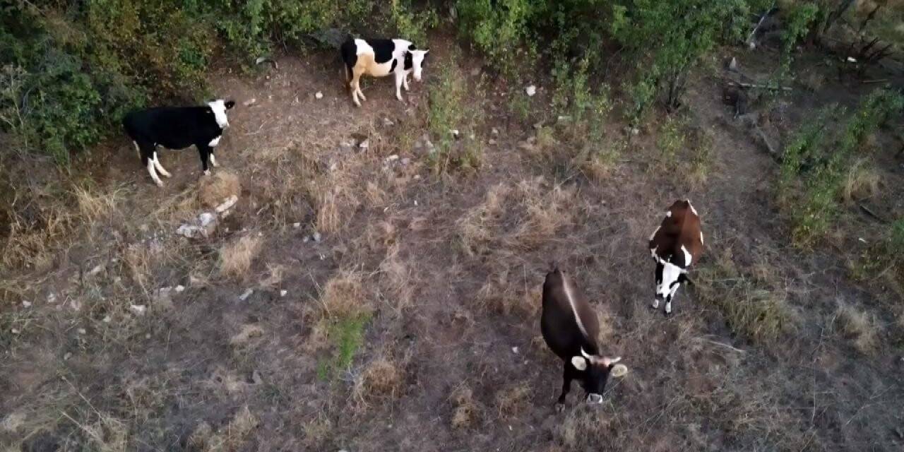 Konya'da kaybolan İnekler Drone ile Bulundu