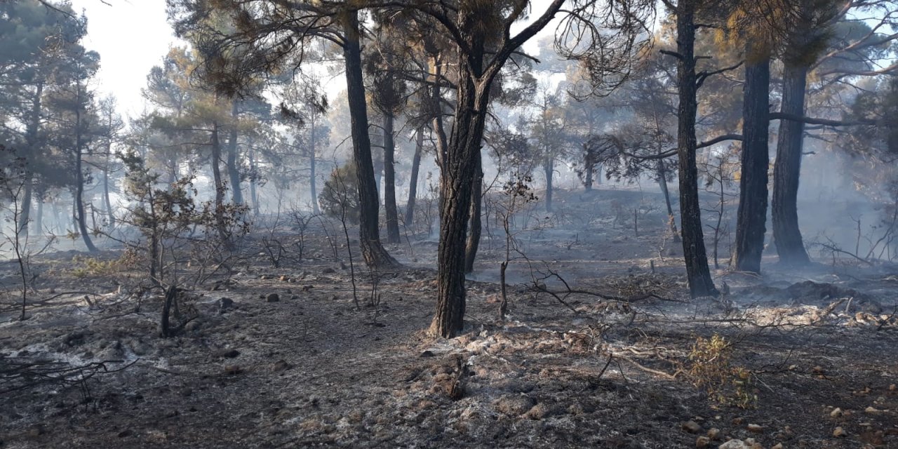 Orman yangınında 10 dönüm alan zarar gördü