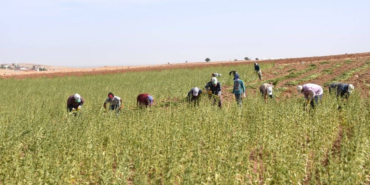 Konya’da yerli ve milli susamların ilk hasadı yapıldı