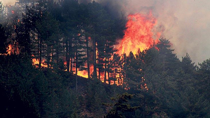 8 hektarlık orman yangınıyla ilgili 4 gözaltı