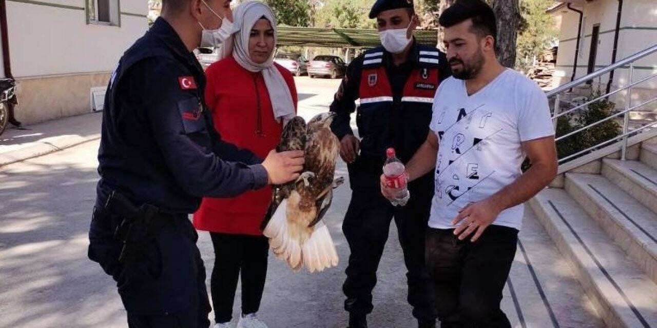 Yaralı şahine jandarma şefkati