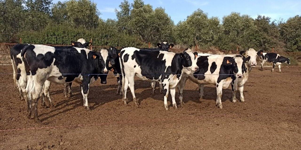 Süt üreticileri, fiyat artışı istiyor