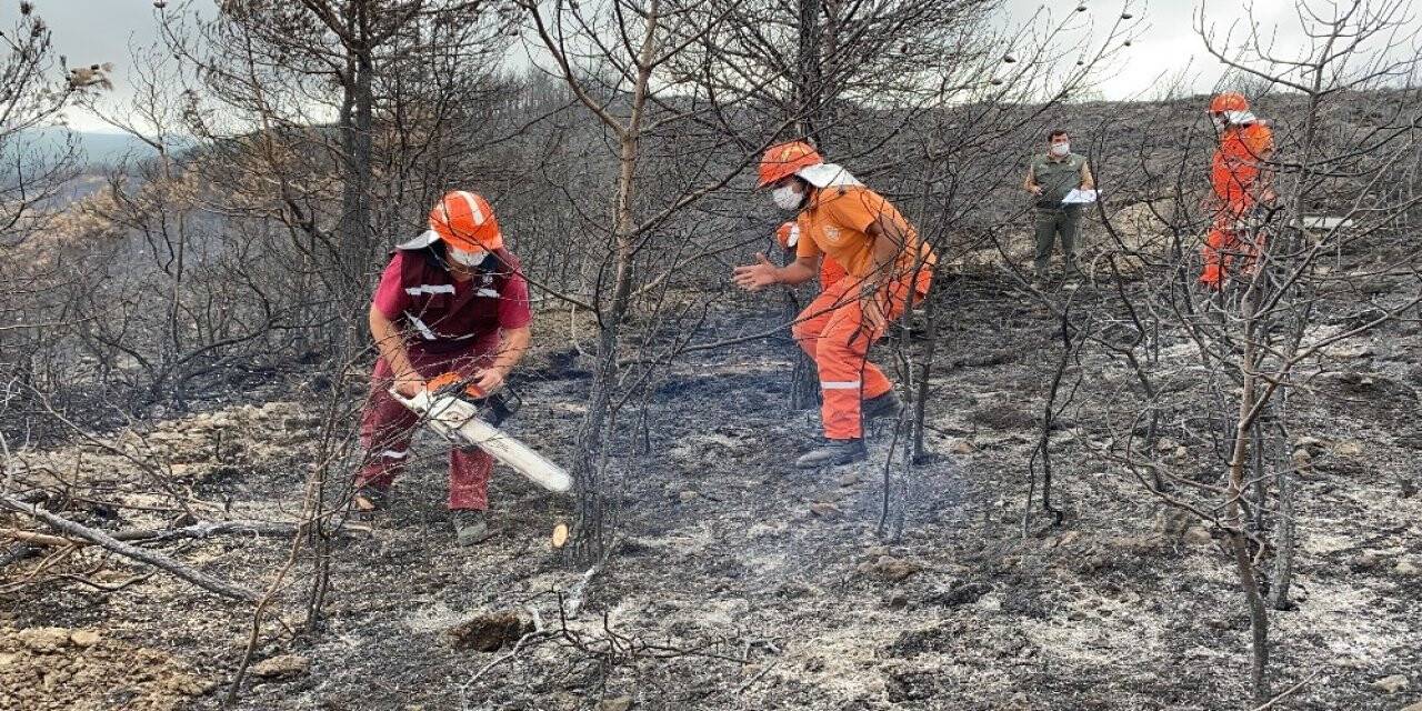 Hatay’da yanan ormanlık alana fidan dikmeyin uyarısı