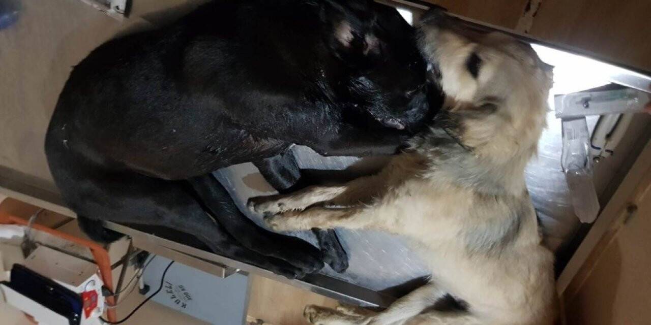 16 köpeği zehirleyerek öldürdüler: 2 kişi gözaltında