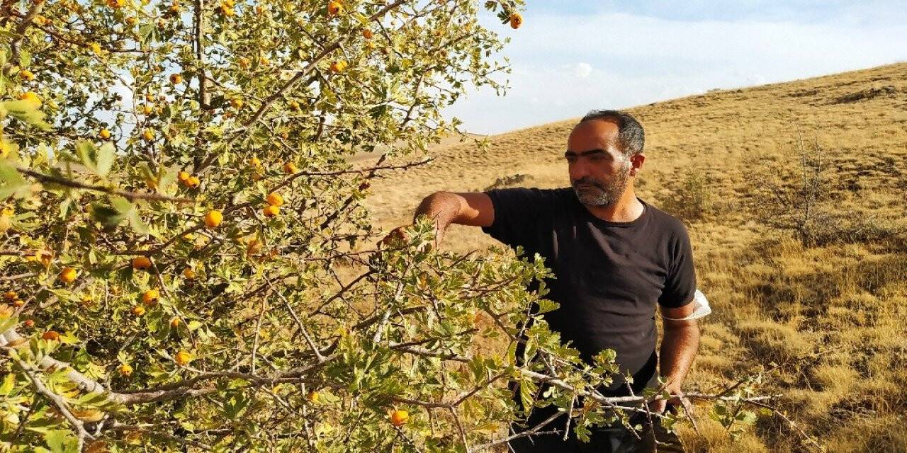 Yunak’ta alıç toplanmaya devam ediyor