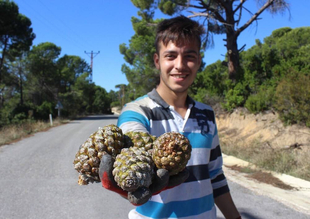 Kilosu tam 800 lira...Ölümü göze alıp fıstık gibi hasat