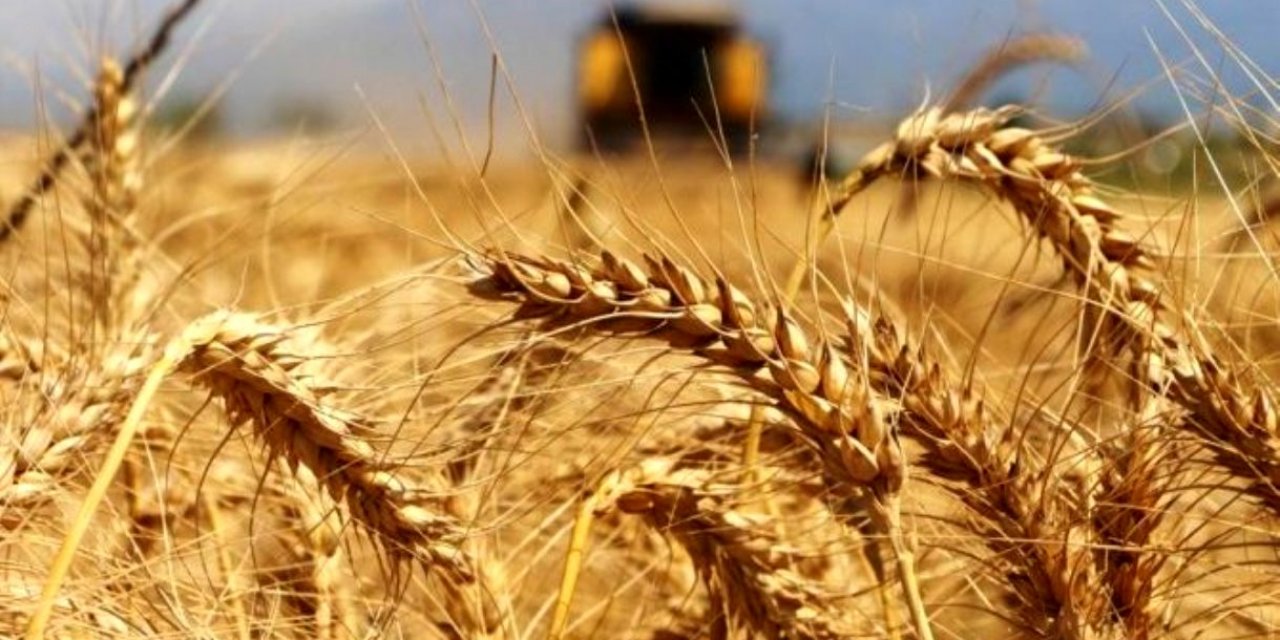 Buğday, arpa ve mısırda gümrük vergisi sıfırlandı