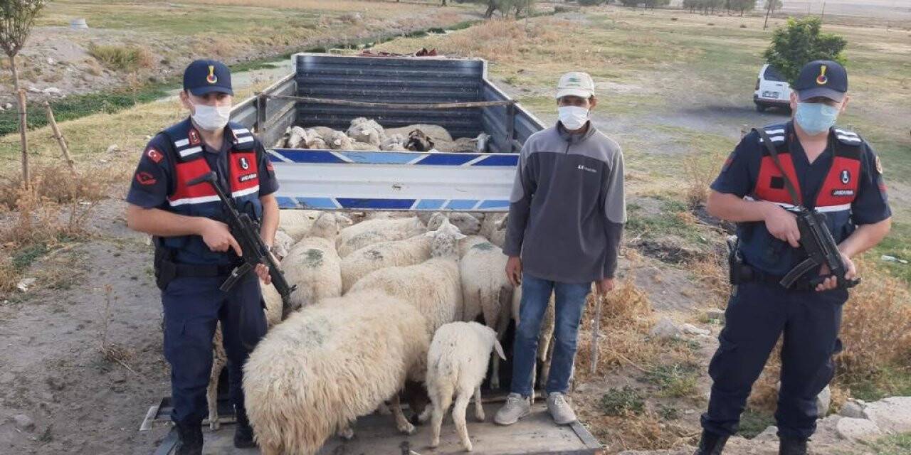 Başkentte çalınan 48 küçükbaş, hayvan Konya sınırında bulundu