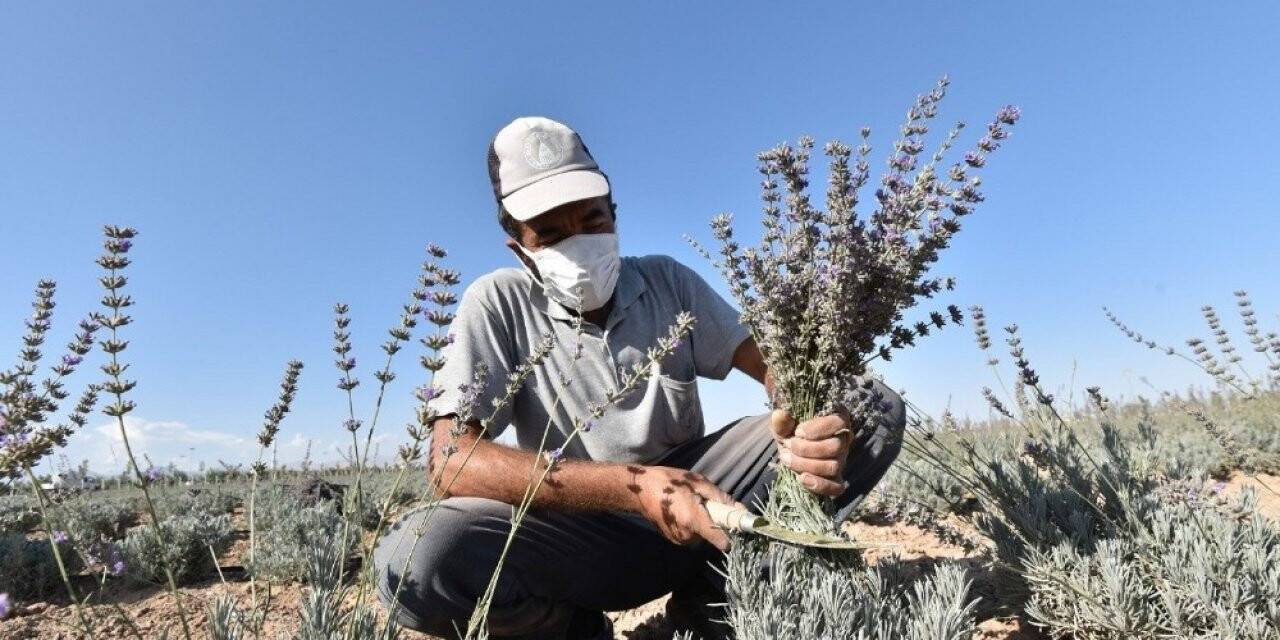 Karatay’da lavantaların ikinci hasadı yapıldı