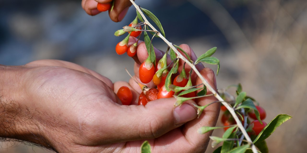 Konya'da yaşayan Profesör, köyünde 'goji berry' yetiştirerek çiftçilere örnek oluyor