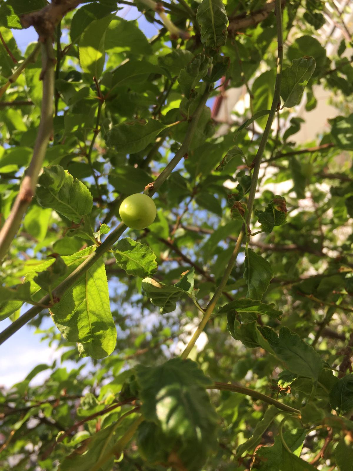Konya'da erik ağacı Kasım'da meyve verdi
