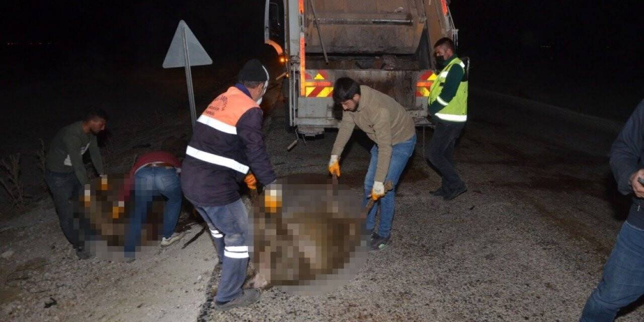 Konya'da kaza! Otomobil koyun sürüsüne daldı, 30 koyun telef oldu
