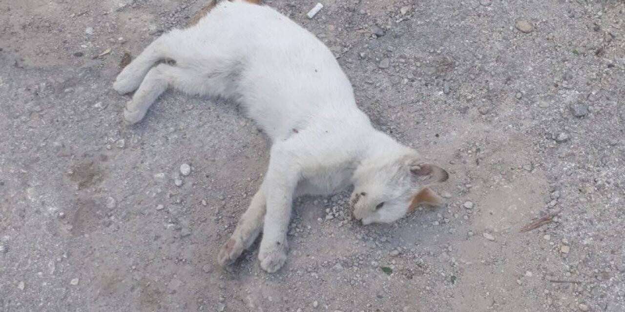 Konya’da kedilerin öldürüldüğü iddiası