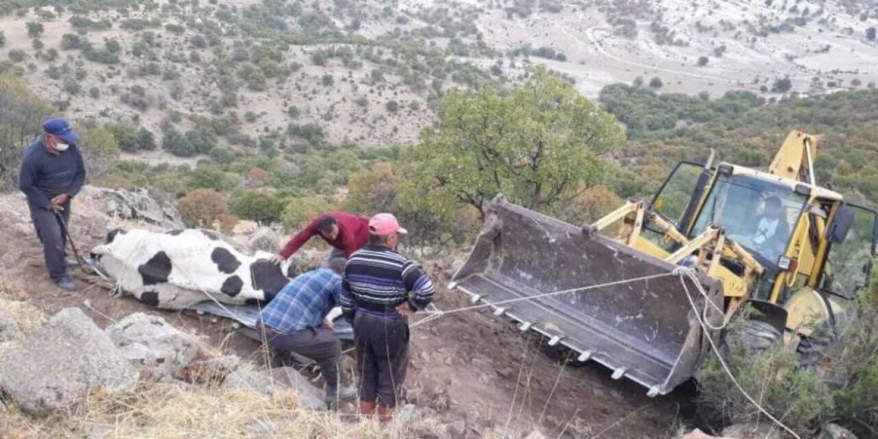 Konya'da uçuruma düşen gebe inek kurtarıldı