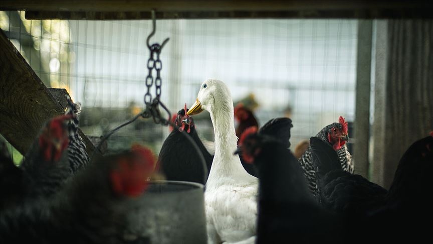 Fransa’da kümes hayvanlarına "kuş gribi" karantinası
