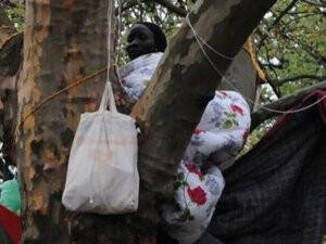 Dört Gündür Ağaçtan İnmiyor