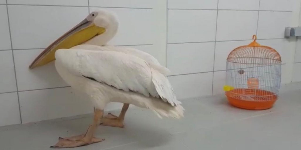 Tüfekle vurulan pelikan tedavi altına alındı