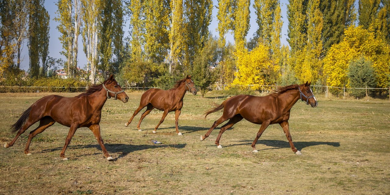 Konya'da şampiyon atların yetiştirildiği haralar, ziyaretçilerine at sevgisini aşılıyor