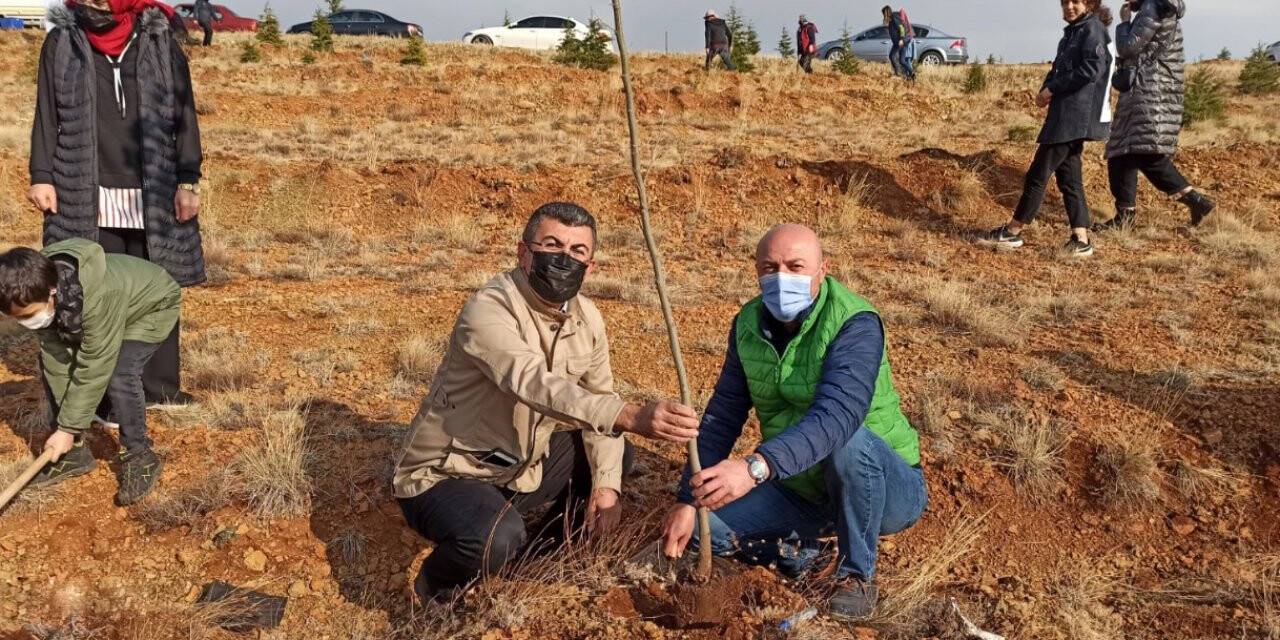 1071 Çınar Fidanı Toprakla Buluştu