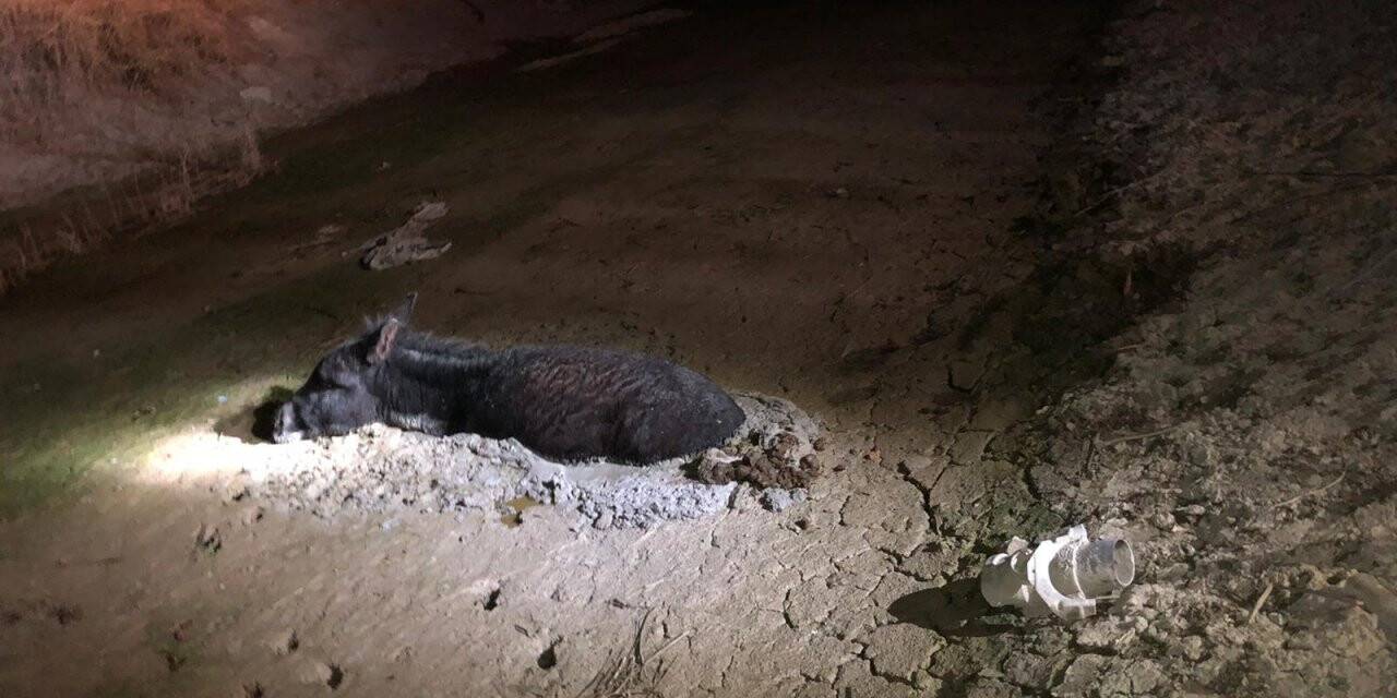Konya'da bataklığa saplanan eşeği İtfaiye ekipleri kurtardı