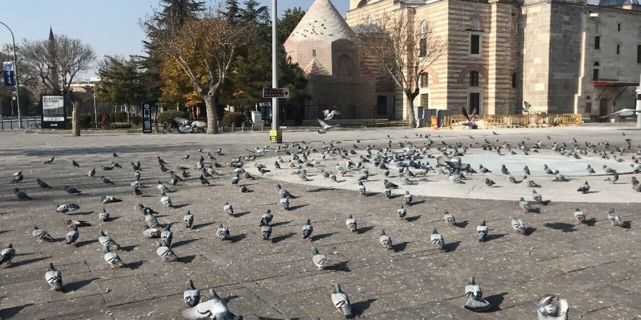 Konya’da sokak ve caddeler sokak hayvanlarına ve kuşlara kaldı