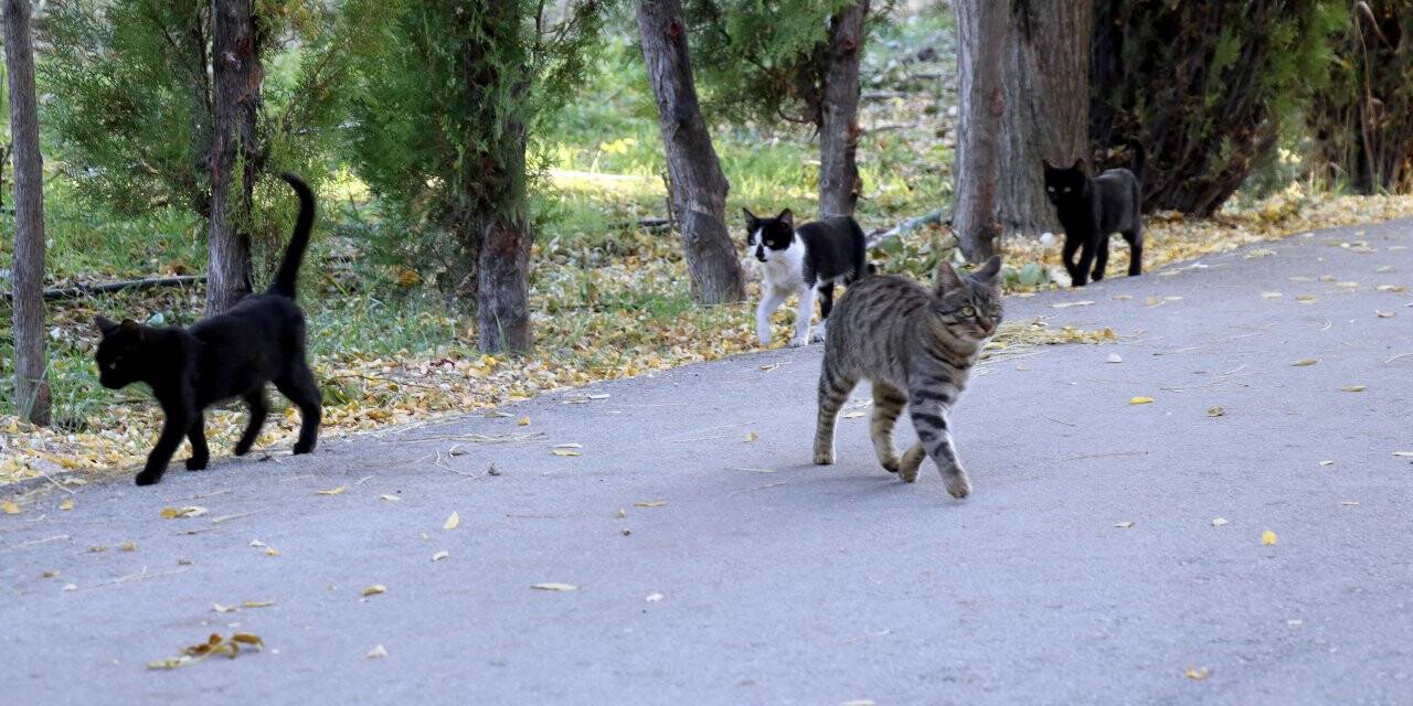 Konya’nın 100 bin metrekarelik parkları sokak hayvanlarına kaldı