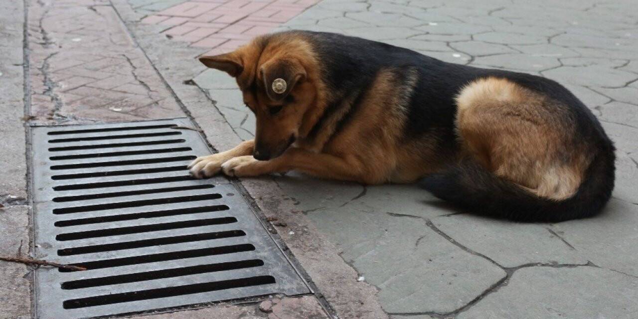 Mazgal köpek caddenin demirbaşı oldu