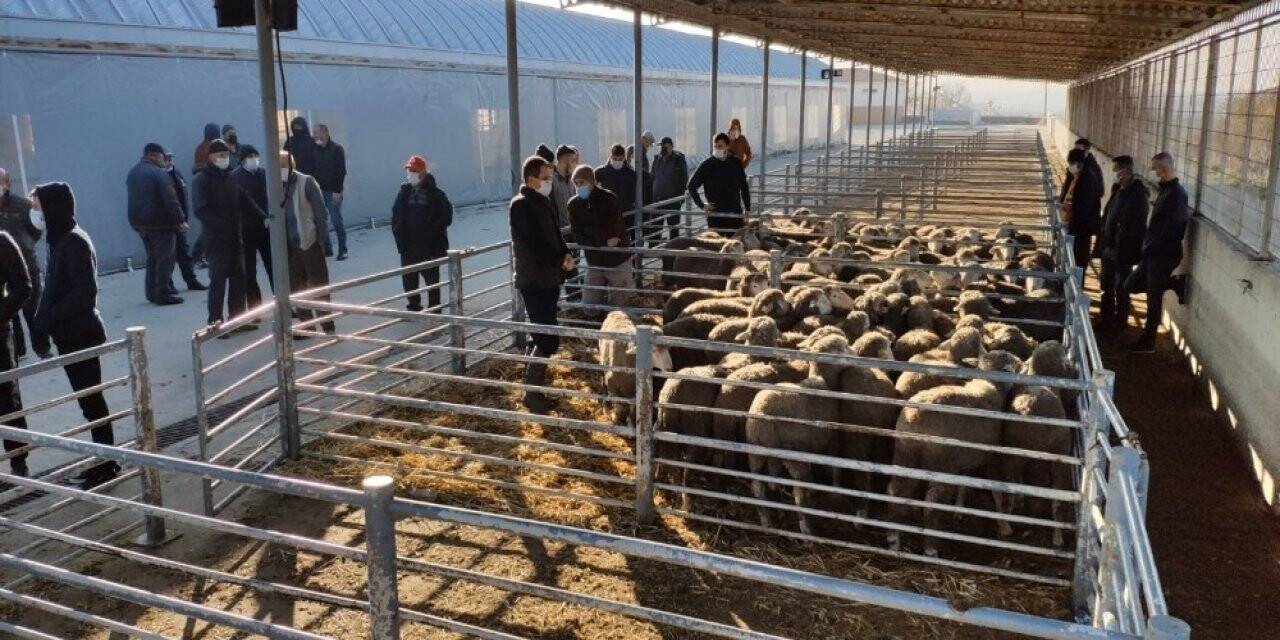 Damızlık koçlar üreticilere dağıtıldı