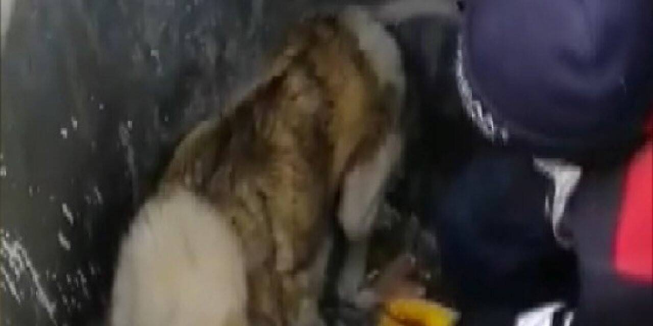 Konya'da çöpe düşen köpeği temizlik görevlisi kurtardı