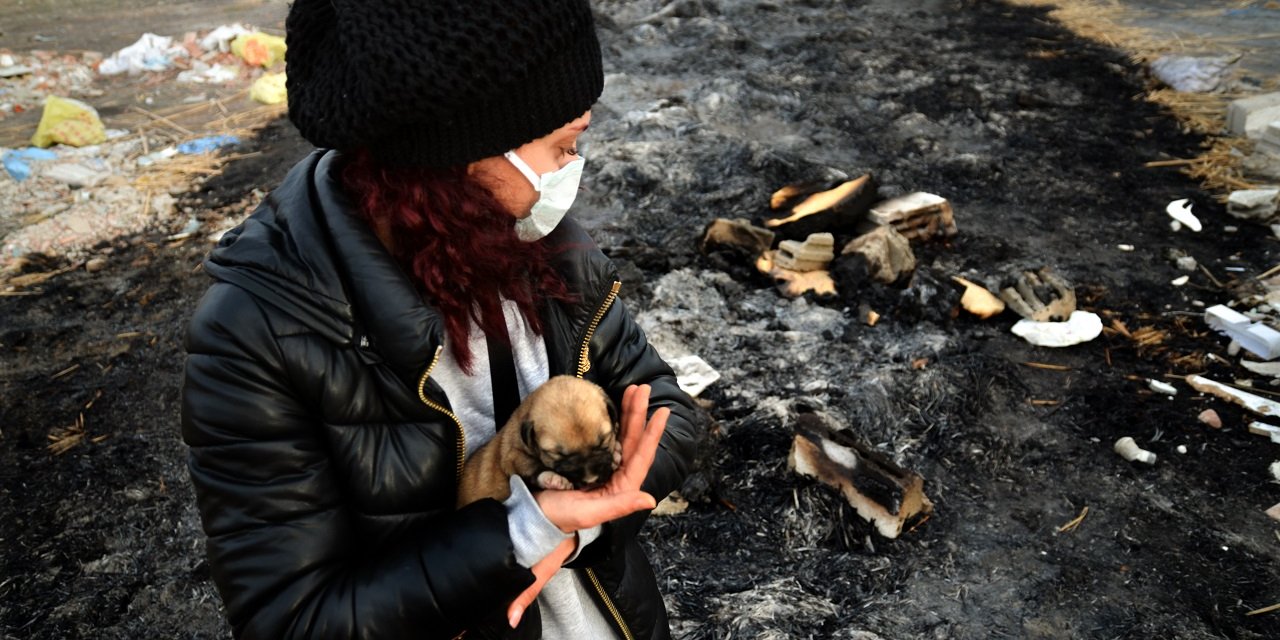 Konya'da kulübesi yakılan 9 yavru köpek telef oldu