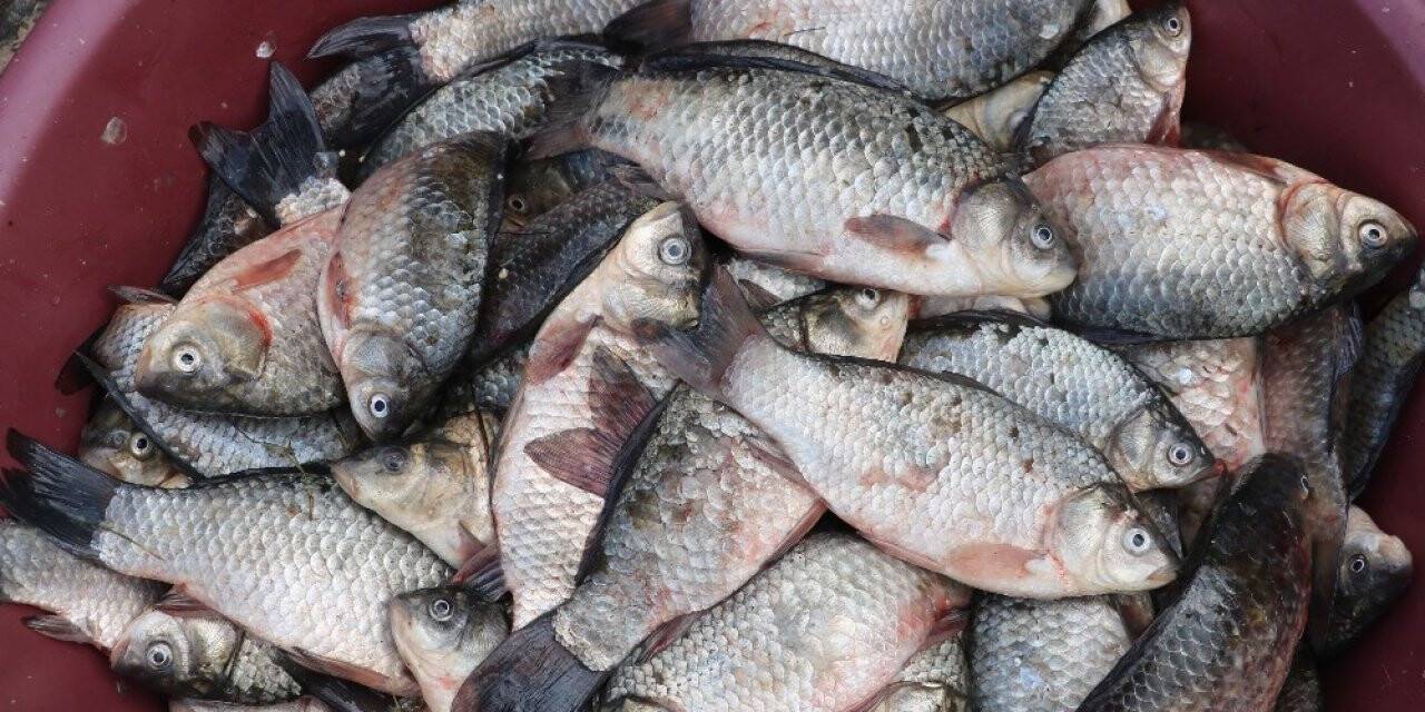 Fırat’ın balıkları geçim kaynağı oldu
