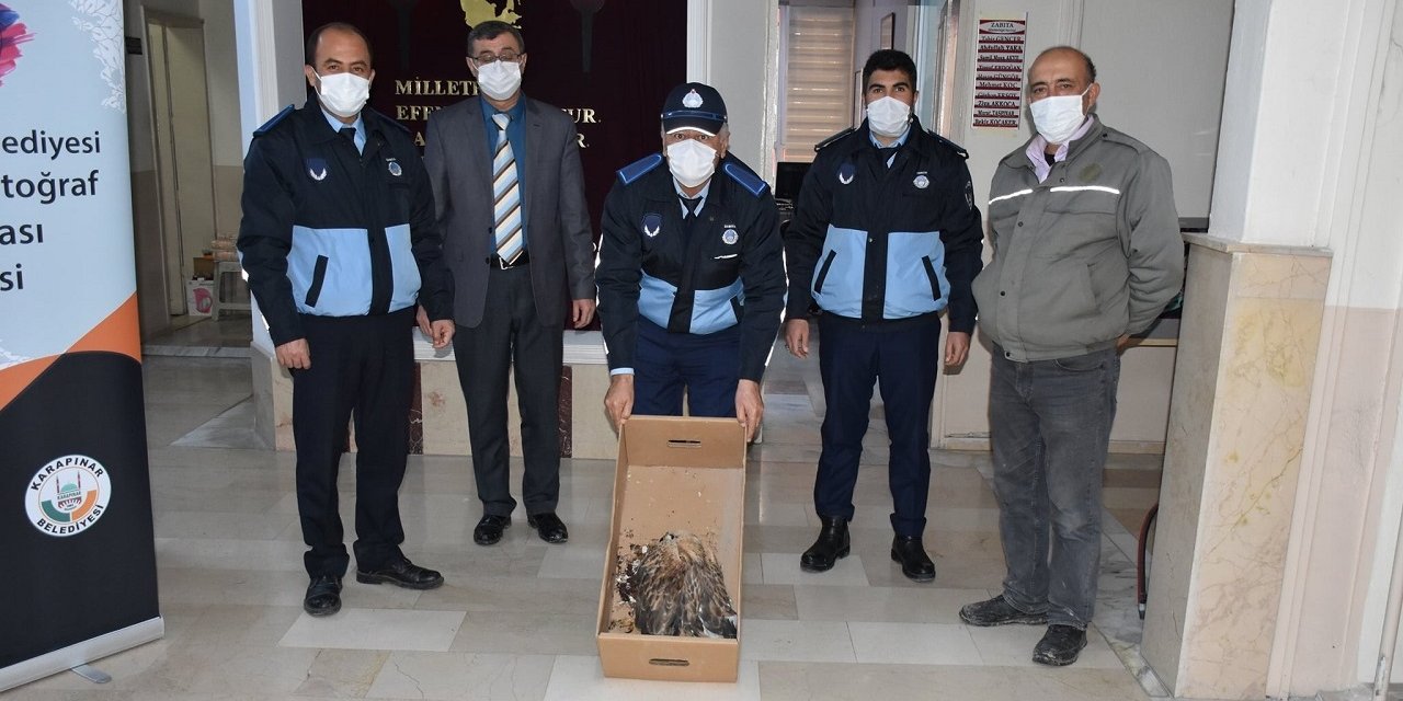 Konya'da yaralı halde bulunan baykuş ve kızıl şahin tedavi altına alındı